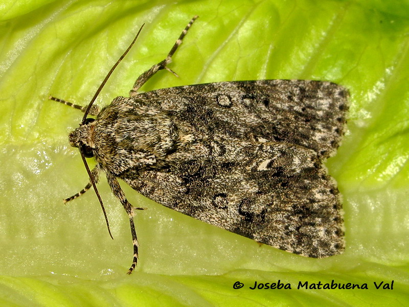 Acronicta (Viminia) rumicis - Noctuidae